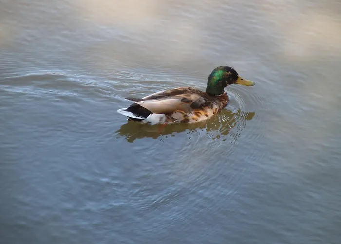 Bed & Breakfast Au Bougainvillier 3*